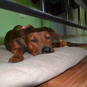 thumbnail petsitter Chvalovice nebo páníček pro psi kočky