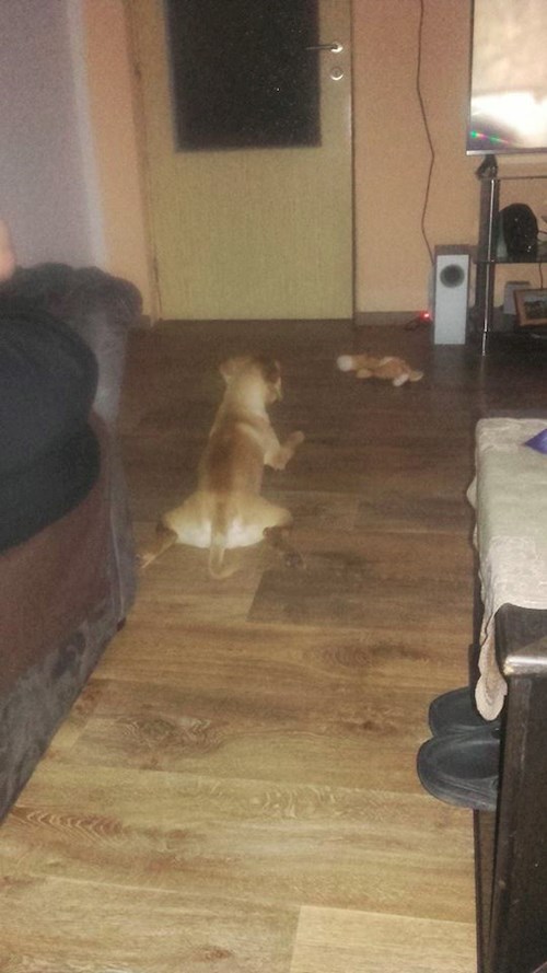 Michaela- petsitter Chvalovice nebo Páníček pro psi kočky