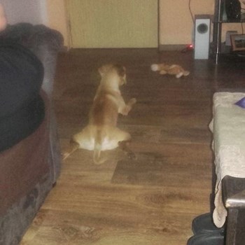 thumbnail petsitter Chvalovice nebo páníček pro psi kočky