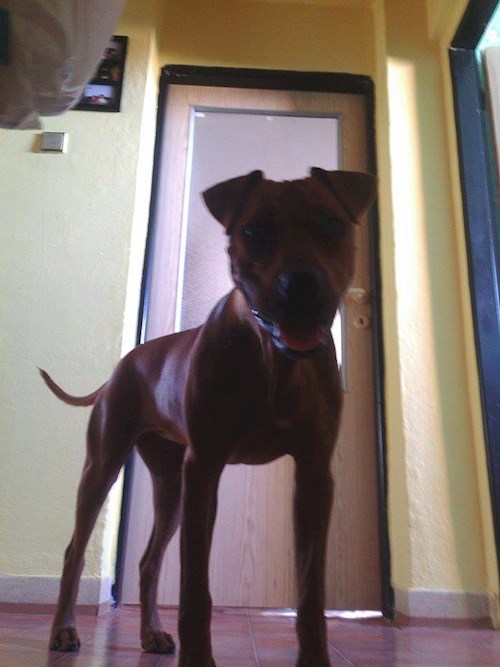 Michaela- petsitter Chvalovice nebo Páníček pro psi kočky