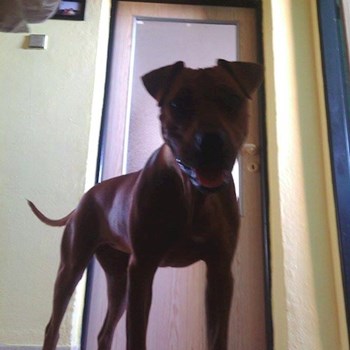 thumbnail petsitter Chvalovice nebo páníček pro psi kočky