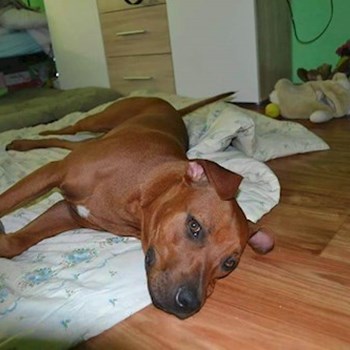 thumbnail petsitter Chvalovice nebo páníček pro psi kočky