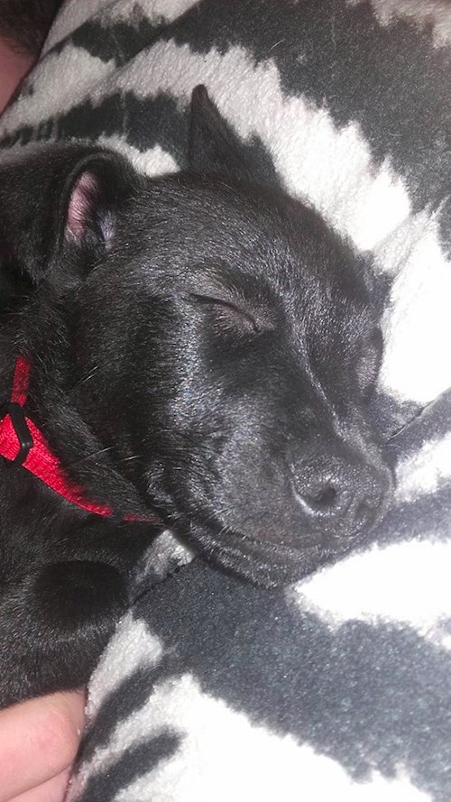 Michaela- petsitter Chvalovice nebo Páníček pro psi kočky