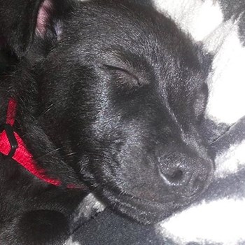 thumbnail petsitter Chvalovice nebo páníček pro psi kočky