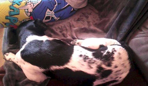 Michaela- petsitter Chvalovice nebo Páníček pro psi kočky