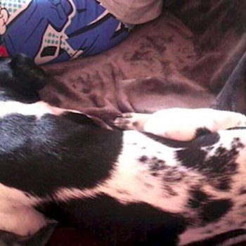 thumbnail petsitter Chvalovice nebo páníček pro psi kočky