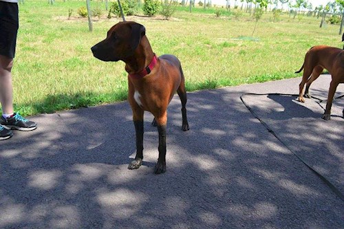 Michaela- petsitter Chvalovice nebo Páníček pro psi kočky