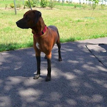 thumbnail petsitter Chvalovice nebo páníček pro psi kočky