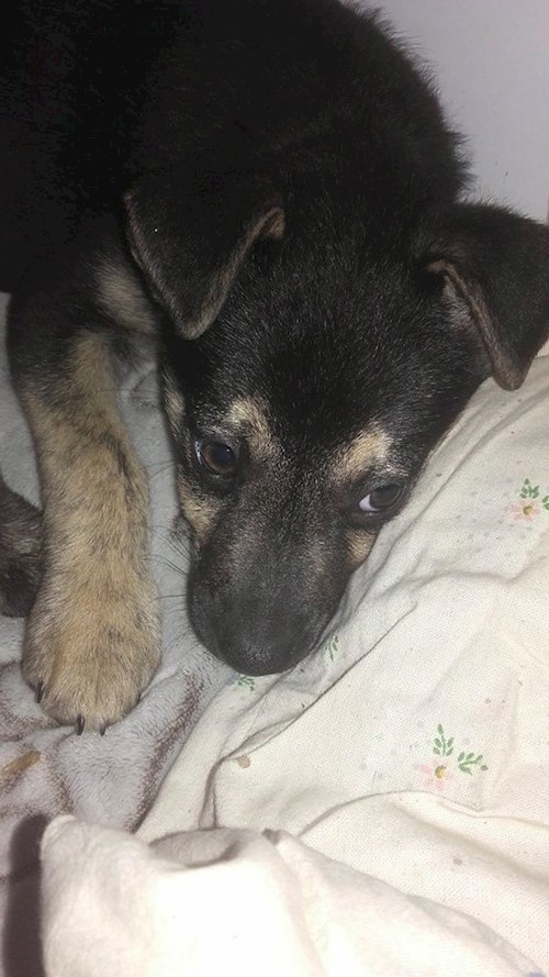 Michaela- petsitter Chvalovice nebo Páníček pro psi kočky