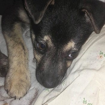 thumbnail petsitter Chvalovice nebo páníček pro psi kočky