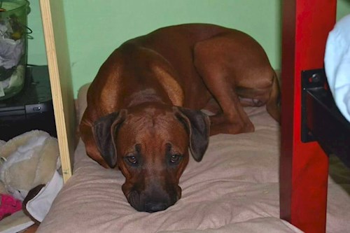 Michaela- petsitter Chvalovice nebo Páníček pro psi kočky