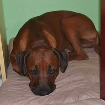 thumbnail petsitter Chvalovice nebo páníček pro psi kočky