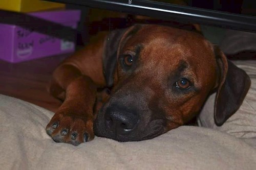 Michaela- petsitter Chvalovice nebo Páníček pro psi kočky