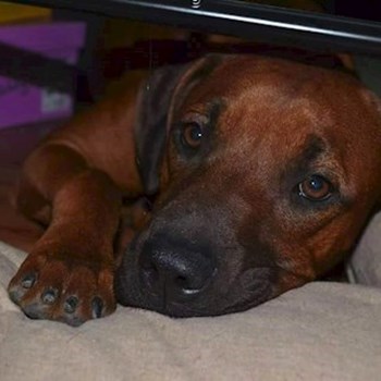 thumbnail petsitter Chvalovice nebo páníček pro psi kočky