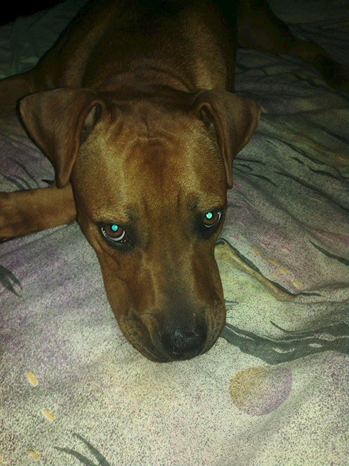 Michaela- petsitter Chvalovice nebo Páníček pro psi kočky