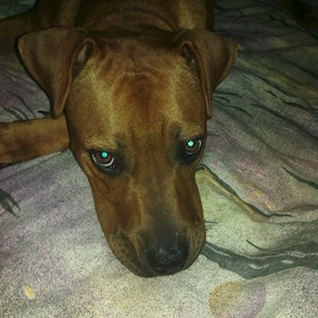 thumbnail petsitter Chvalovice nebo páníček pro psi kočky