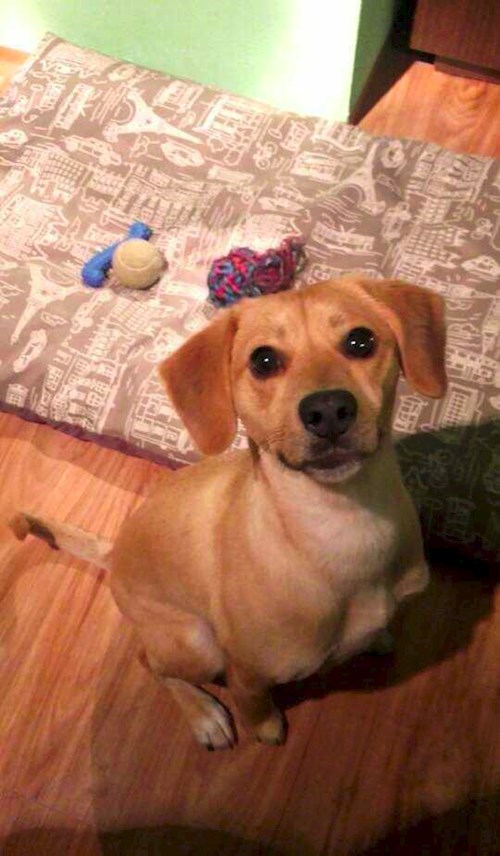 Michaela- petsitter Chvalovice nebo Páníček pro psi kočky