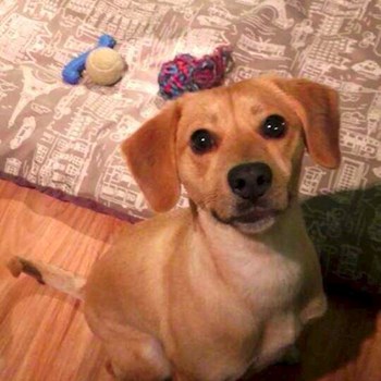 thumbnail petsitter Chvalovice nebo páníček pro psi kočky