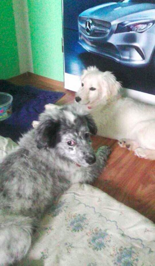 Michaela- petsitter Chvalovice nebo Páníček pro psi kočky