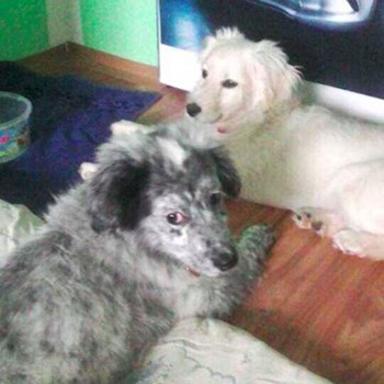 thumbnail petsitter Chvalovice nebo páníček pro psi kočky