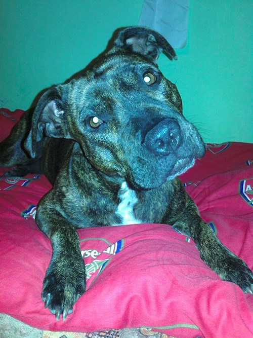 Michaela- petsitter Chvalovice nebo Páníček pro psi kočky