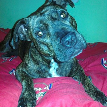 thumbnail petsitter Chvalovice nebo páníček pro psi kočky