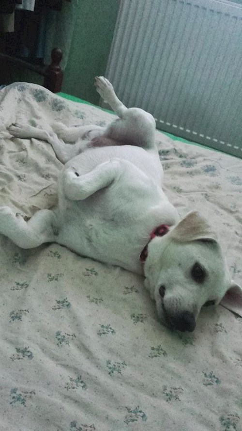 Michaela- petsitter Chvalovice nebo Páníček pro psi kočky