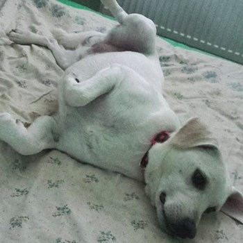 thumbnail petsitter Chvalovice nebo páníček pro psi kočky