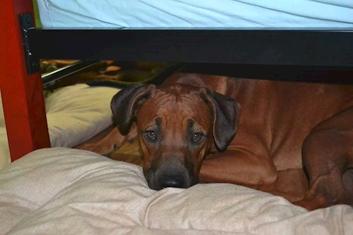 Michaela- petsitter Chvalovice nebo Páníček pro psi kočky