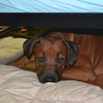 thumbnail petsitter Chvalovice nebo páníček pro psi kočky