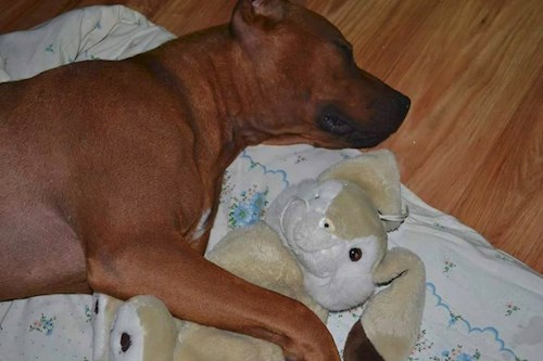 Michaela- petsitter Chvalovice nebo Páníček pro psi kočky