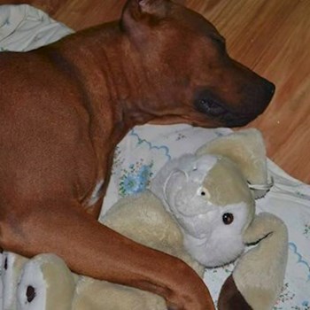 thumbnail petsitter Chvalovice nebo páníček pro psi kočky