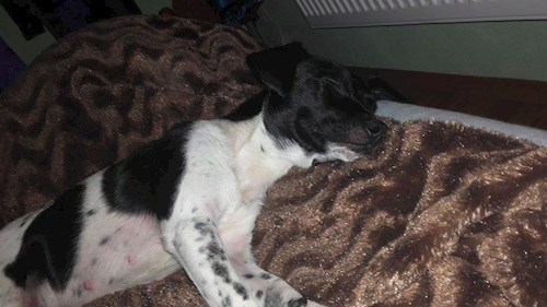 Michaela- petsitter Chvalovice nebo Páníček pro psi kočky