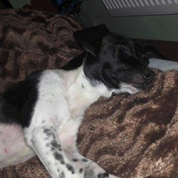 thumbnail petsitter Chvalovice nebo páníček pro psi kočky