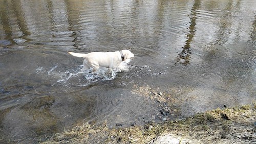 Michaela- petsitter Chvalovice nebo Páníček pro psi kočky