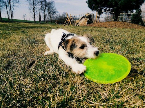 Michaela- petsitter Chvalovice nebo Páníček pro psi kočky