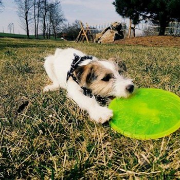 thumbnail petsitter Chvalovice nebo páníček pro psi kočky