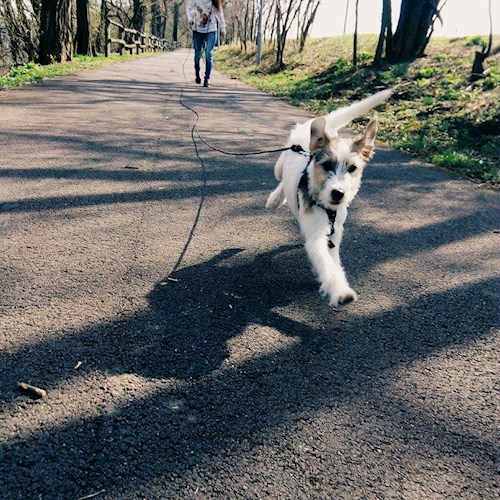 Michaela- petsitter Chvalovice nebo Páníček pro psi kočky