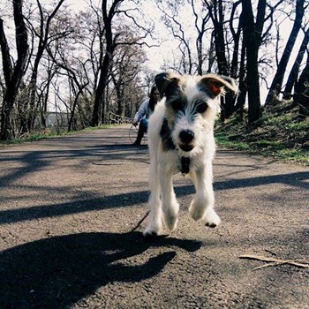 thumbnail petsitter Chvalovice nebo páníček pro psi kočky