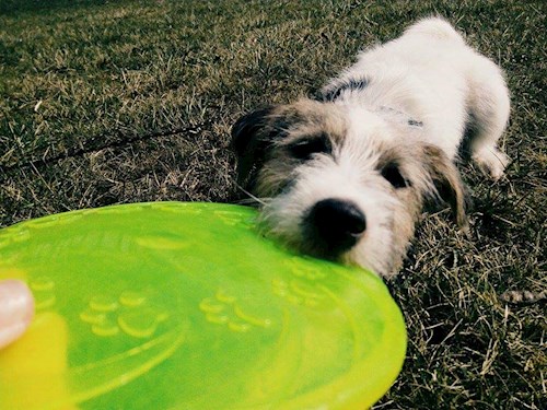 Michaela- petsitter Chvalovice nebo Páníček pro psi kočky