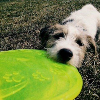 thumbnail petsitter Chvalovice nebo páníček pro psi kočky