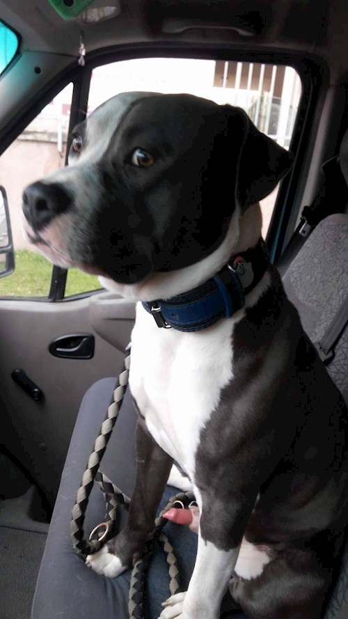 Michaela- petsitter Chvalovice nebo Páníček pro psi kočky