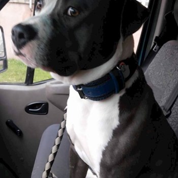 thumbnail petsitter Chvalovice nebo páníček pro psi kočky