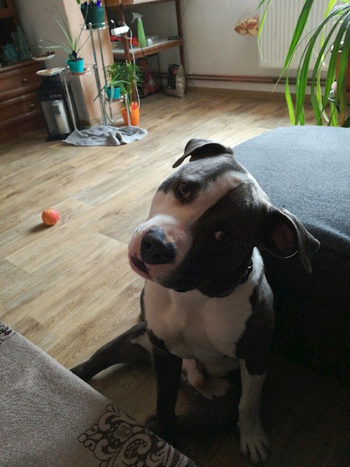 Michaela- petsitter Chvalovice nebo Páníček pro psi kočky