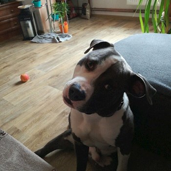 thumbnail petsitter Chvalovice nebo páníček pro psi kočky