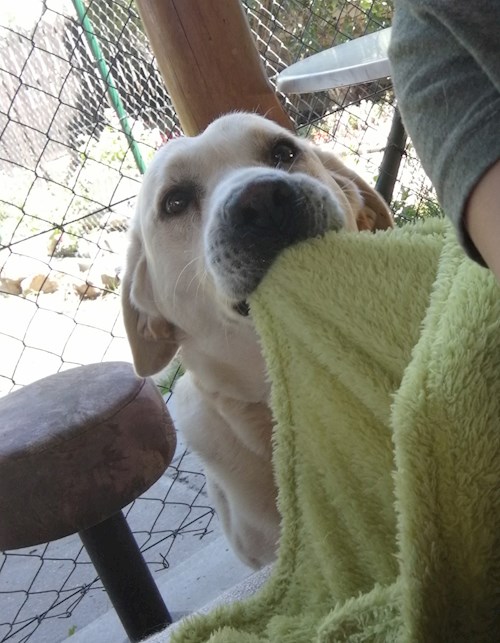 Michaela- petsitter Chvalovice nebo Páníček pro psi kočky