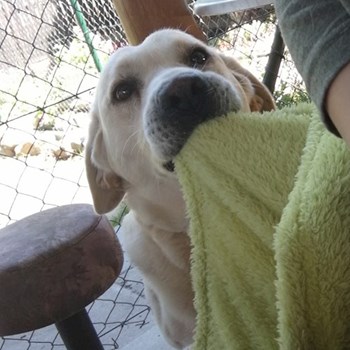 thumbnail petsitter Chvalovice nebo páníček pro psi kočky