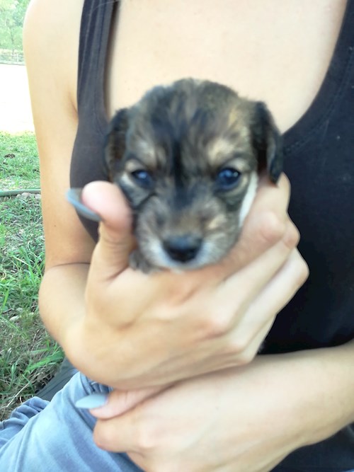 Michaela- petsitter Chvalovice nebo Páníček pro psi kočky