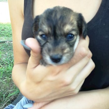 thumbnail petsitter Chvalovice nebo páníček pro psi kočky