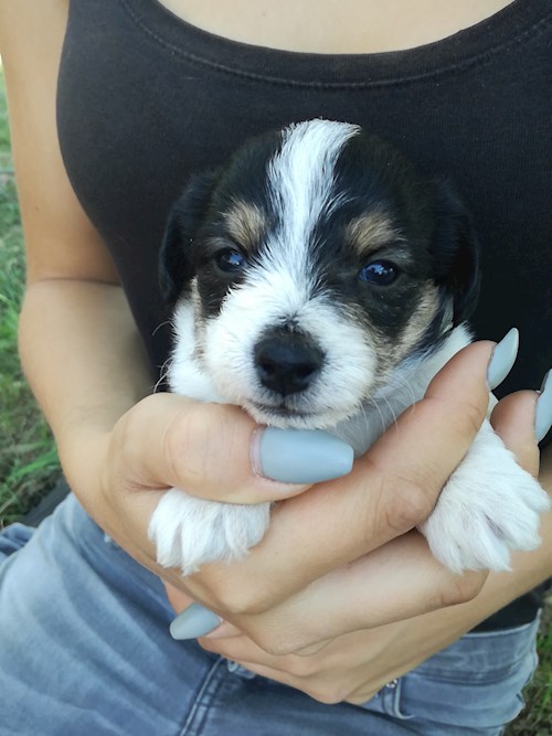 Michaela- petsitter Chvalovice nebo Páníček pro psi kočky